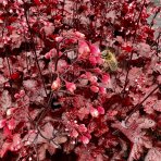 Heuchera hybridná (Heuchera hybrida) ´FIRE CHIEF´® výška: 20-30 cm, ∅ 20-30 cm, kont. C2L